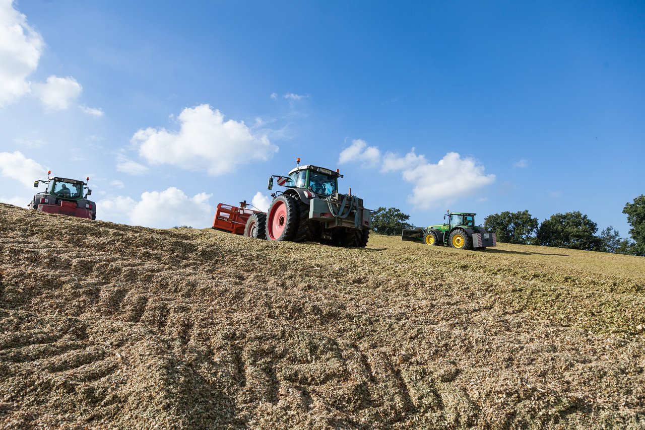 Bild 143 - Maisernte